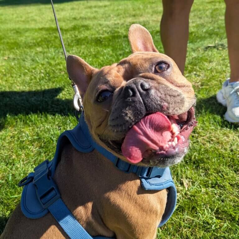 Pug dog portrait, Blue Mountain Canine client