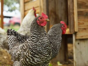 Three hens in a chicken yard