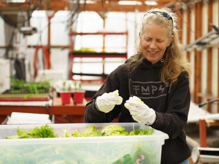 A woman prepares lettuce in a greenhouse