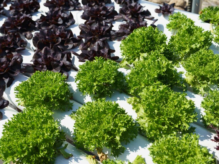 Two varieties of lettuce growing hydroponically