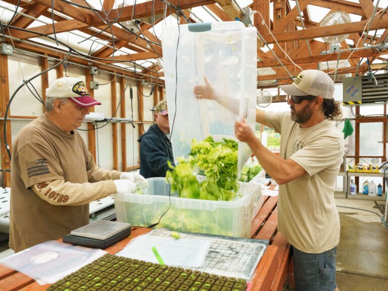 Two men packaging lettuce for processing