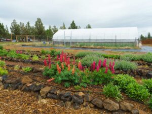 A blooming garden in front of a greenhouse in Central Oregon